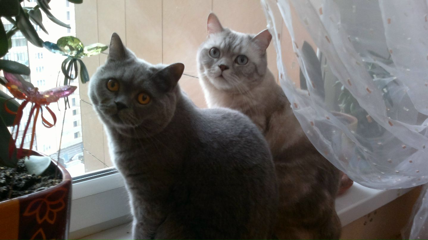 Миша Кургузовы и Оскар | Санкт-Петербург