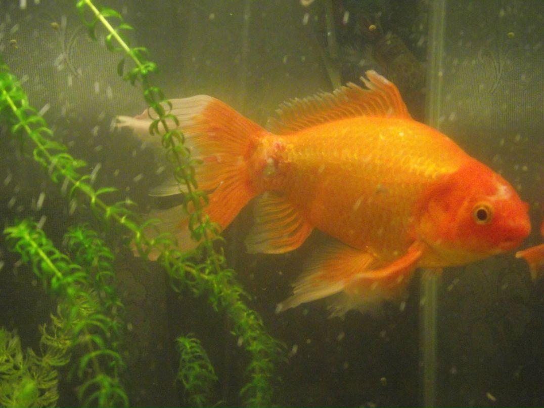 Павел Г | Омск