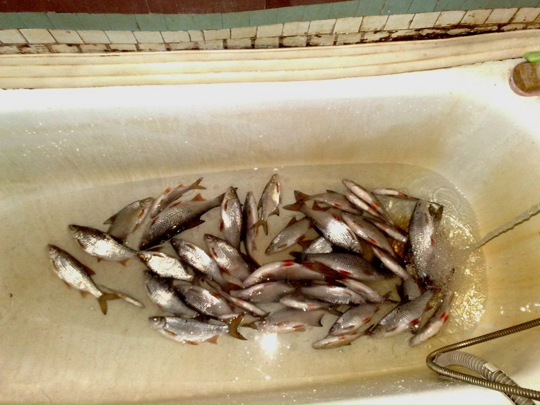 Михаил Наскин | Тихвин