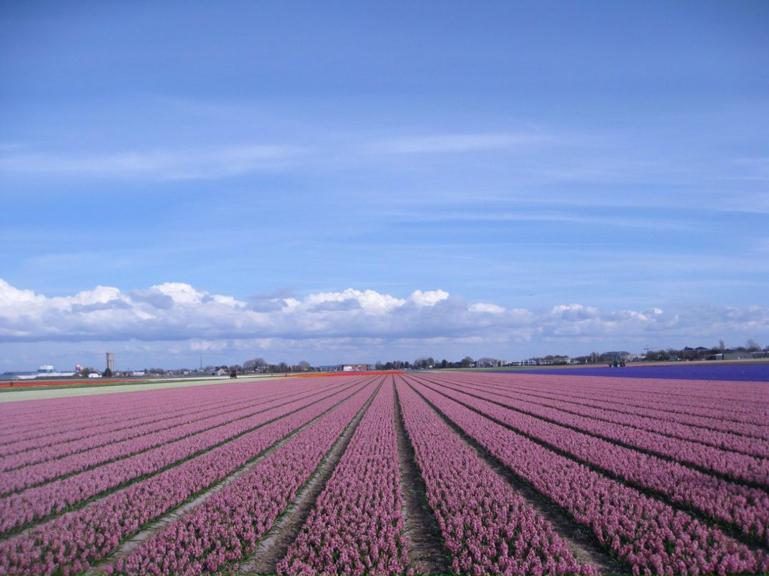 Полина Павлова | 