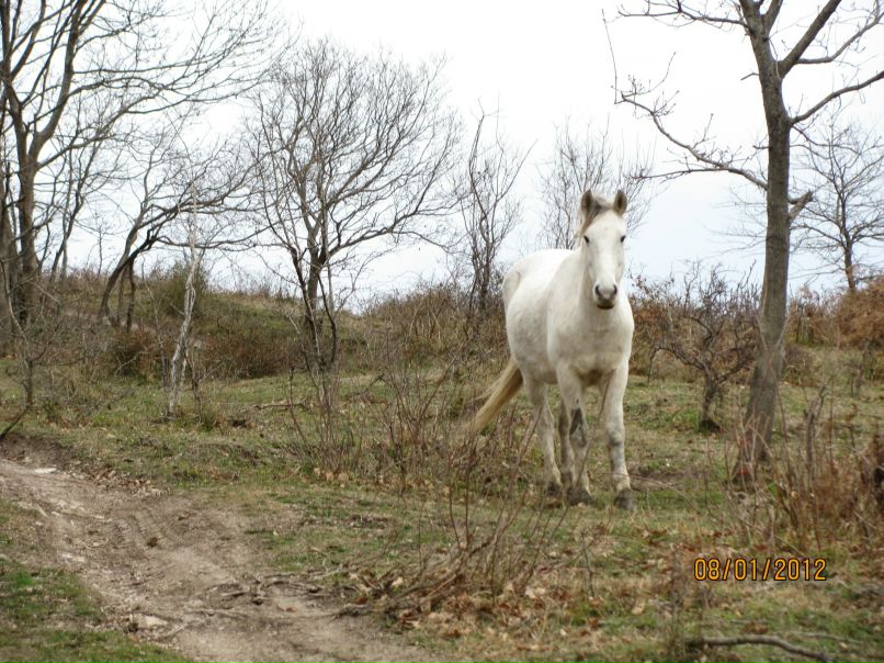 Роман Романенко | 