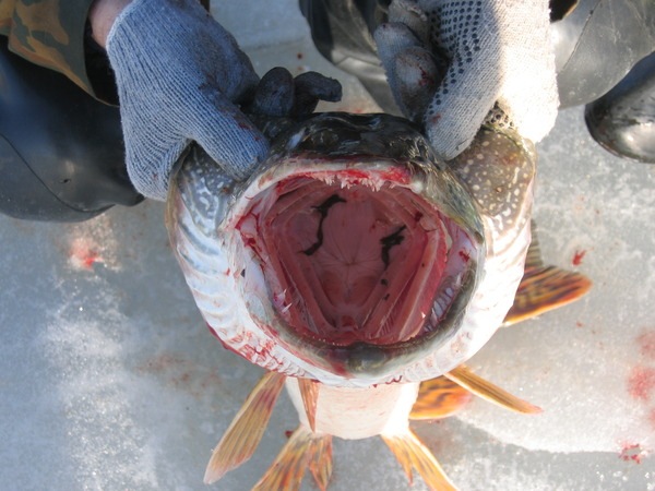 №2, Dенис Mельман №2, Dенис Mельман