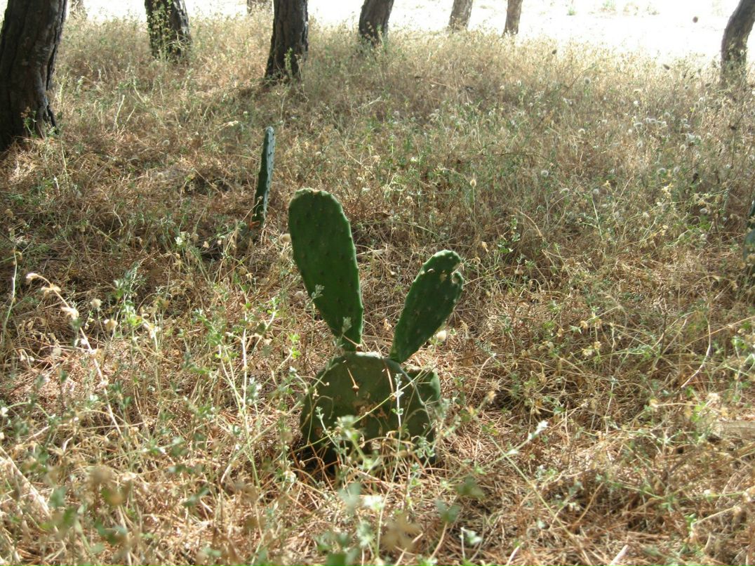 Антон Видясов | Санкт-Петербург