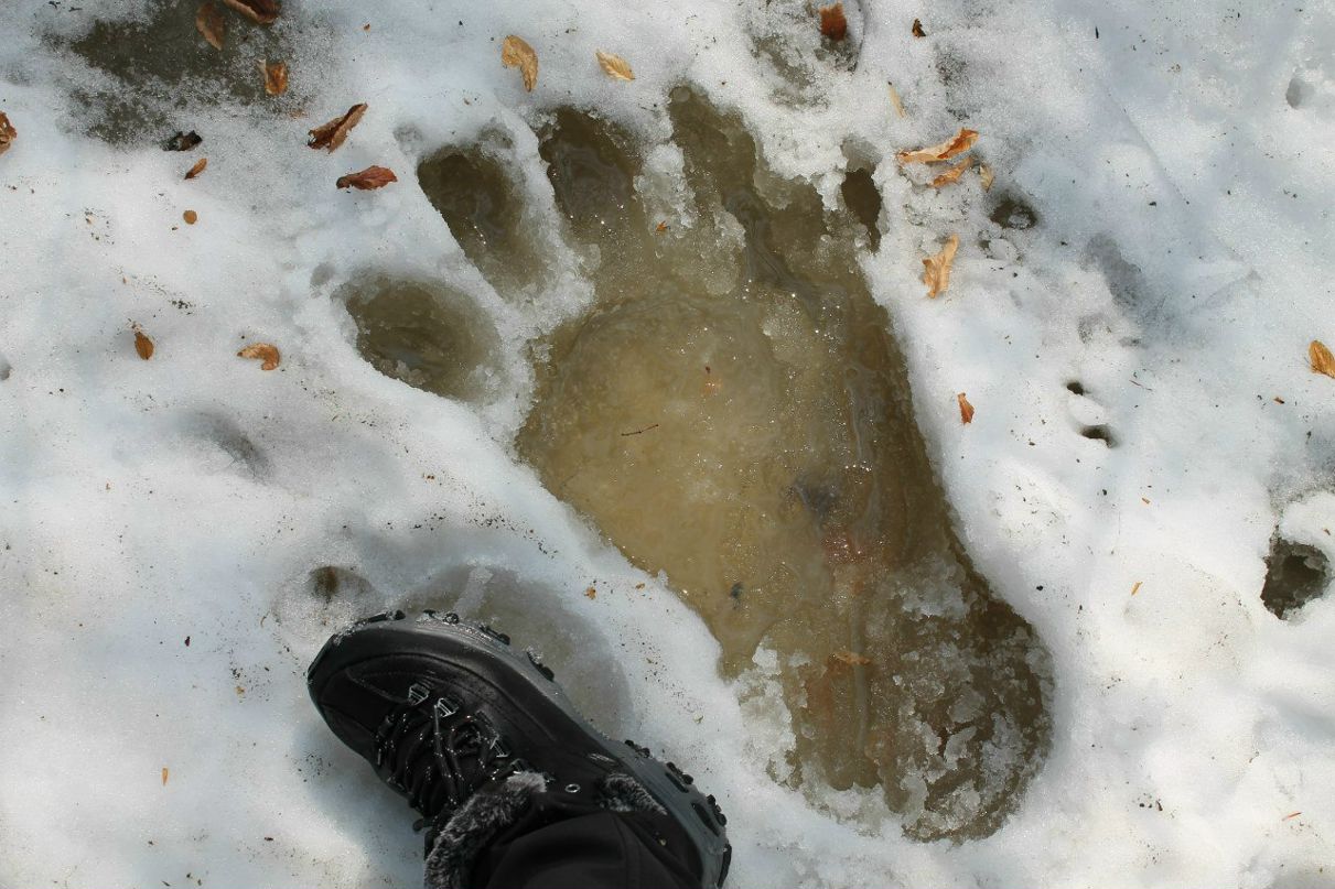 Елена Шестовская | Симферополь