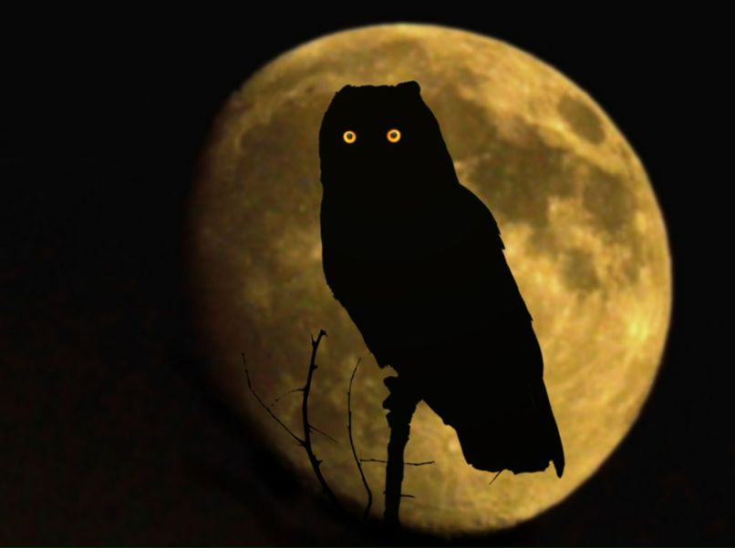 Дмитрий Анашин | Мурманск