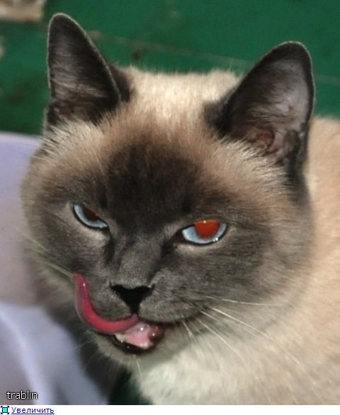 Денис Островский 