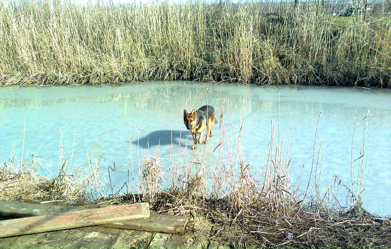 Андрей Колесник | Белозерка