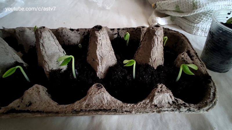 How to germinate seeds in 3 days Best method to grow Cucumber Plants from seeds at