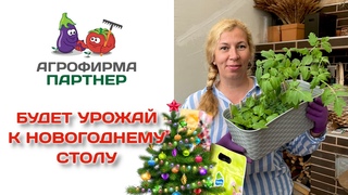Будет урожай к новогоднему столу. Позаботимся о рассаде