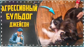 Спасенный от эвтаназии (Агрессивный Бульдог Джейсон)