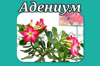 Адениум. Уход в домашних условиях