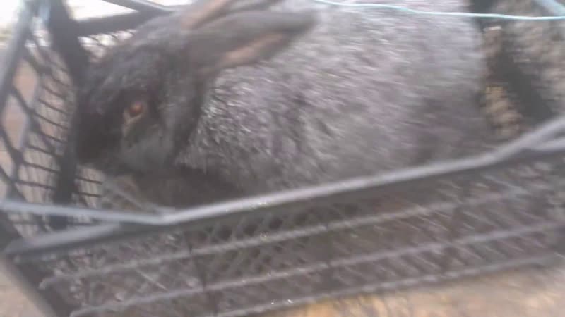 Крольчиха Полтавское Серебро четыре раза пролет Rabbit four times