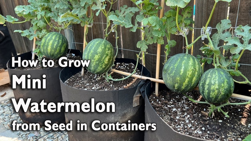 How to Grow Watermelon from Seed in Containers, Easy Planting