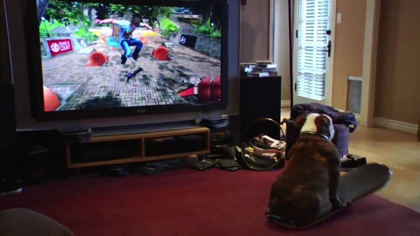 Skateboarding dog plays video