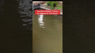 You Wont Believe Theres An Alligator In This Pool!!! #shorts #alligator