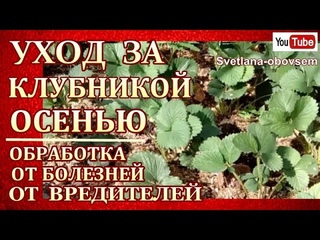 ОБРАБОТКА КЛУБНИКИ в АВГУСТЕ-СЕНТЯБРЕ от ХЛОРОЗА,СЕРОЙ и КОРНЕВОЙ ГНИЛИ,МУЧНИСТОЙ РОСЫ,ПЯТНИСТОСТИ..