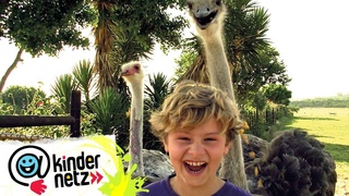 Der größte Vogel der Welt | Mein Bruder und ich in Südafrika | SWR Kindernetz