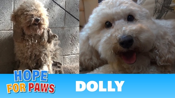 A severely matted poodle gets rescued and then makes a transformation of a lifetime Please