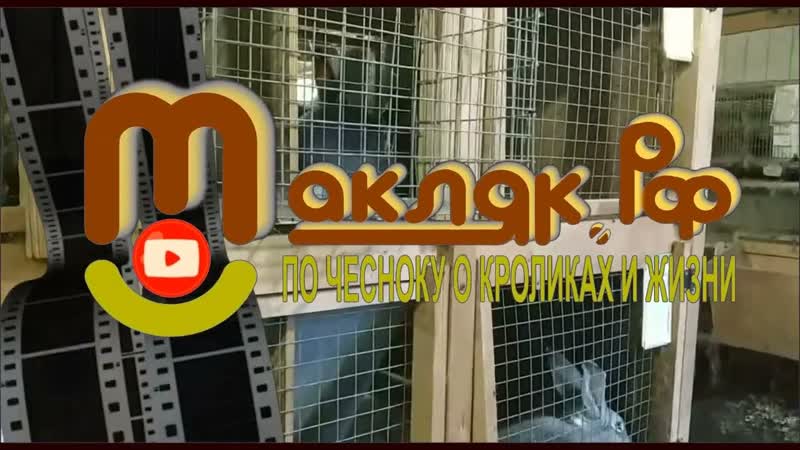 Зачем нужны балконы на клетках КАК случить ПЯТЬ крольчих
