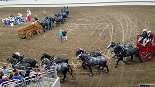 2016 Indiana State Fair Percheron and Clydesdale 8 horse hitch judging