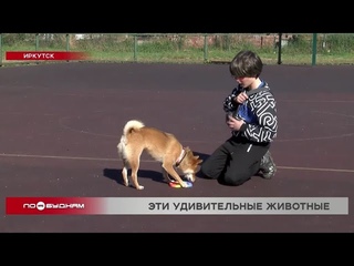Необычным командам и трюкам все чаще иркутяне обучают своих питомце