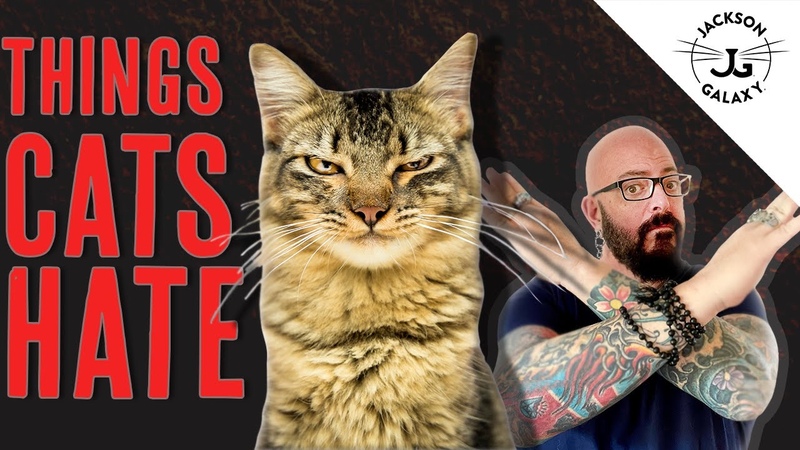 8 Things Cats