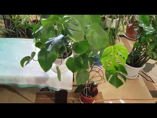 Домашние растения. Размножение Монстеры методом деления куста.
