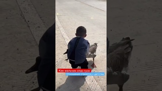 Как китайский мальчик спас гуся. Дружба между гусем и мальчиком. Follow me  #shorts #гусь #дружба