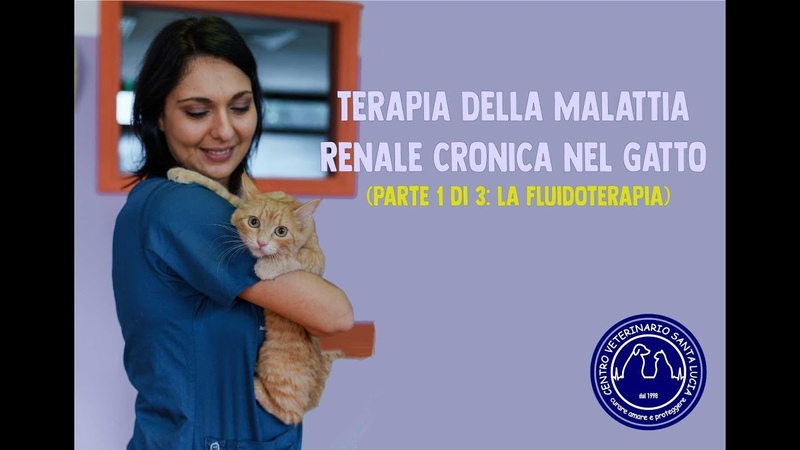 118 TERAPIA DELLA MALATTIA RENALE CRONICA NEL GATTO (parte 1 di 3: la