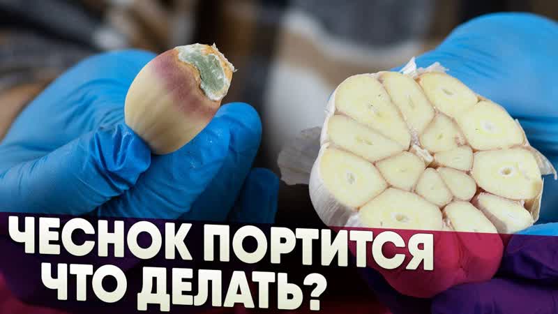 Чеснок портится, что