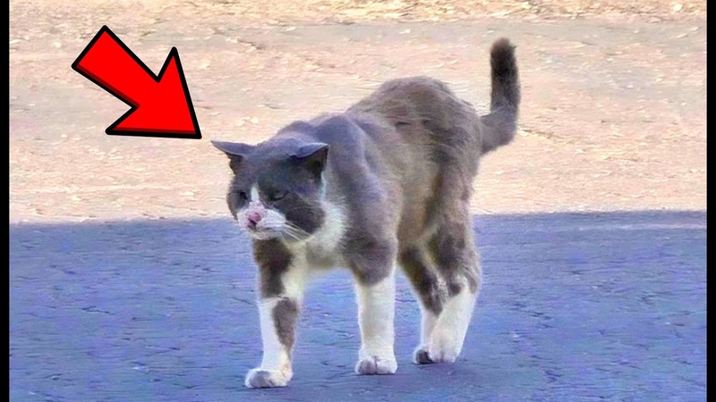 The life of a homeless cat was turned upside down when it befriended a