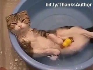 Как_правильно_купать_котов