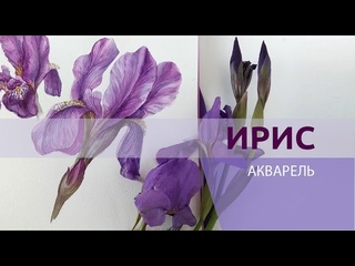 #11 Как писать ирисы акварелью
