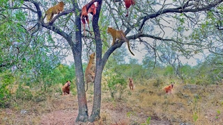 3 Leopards Keep Dropping Impala on Hyenas