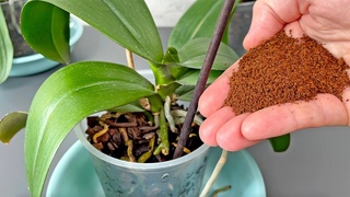 Streuen Sie nur 1 Lffel darber! Und schwache Orchideen blhen das ganze Jahr ber problemlos!