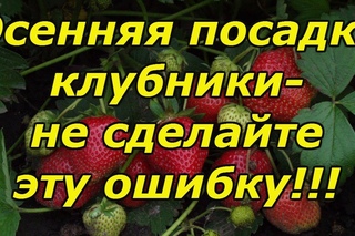 ОСЕННЯЯ ПОСАДКА КЛУБНИКИ-ОЧЕНЬ ВАЖНЫЕ МОМЕНТЫ!