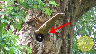 Starling feeds a cuckoo chick. Birds attack. Nest Bird song. Nature sounds. Videos for cats to watch