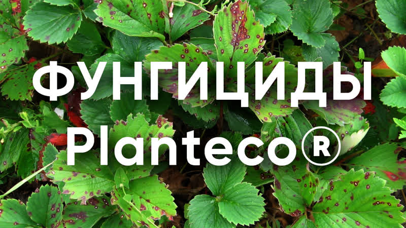 Фунгициды Planteco: Триходермин ТН82 ( Trichoderma harzianum) Фитодок BS26 (