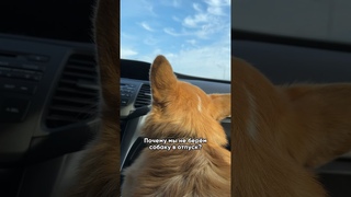 Почему мы не берем собаку в отпуск ☝🏼 #corgi #funny #puppy #корги #shortsvideo #shortvideo #shotrs