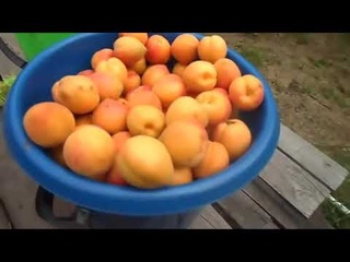 Выращивание абрикоса в Сибири  40°С