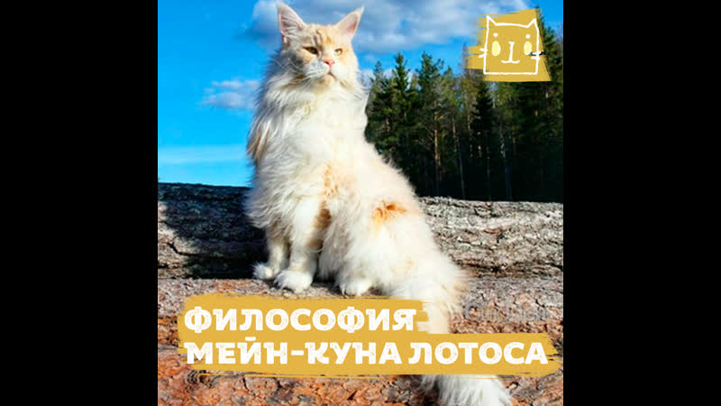 Философия мохнатого мейн куна