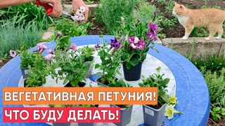 Что делать с петуниями из черенков Какой уход, как высаживать