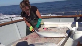 How to fillet a halibut in Alaska