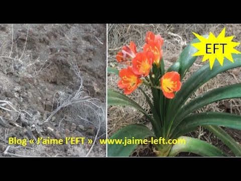 EFT Guérir nos zones de