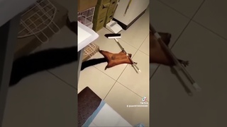 Умная белка и швабра