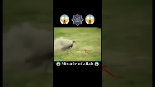 Alhamdulillah subhanallah #islam #shorts #islamic