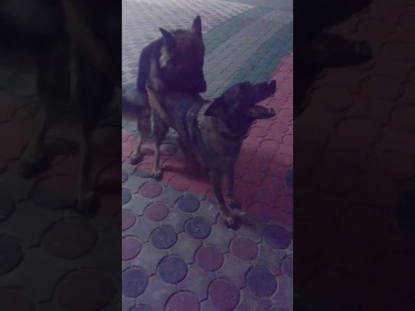trained dogs known as