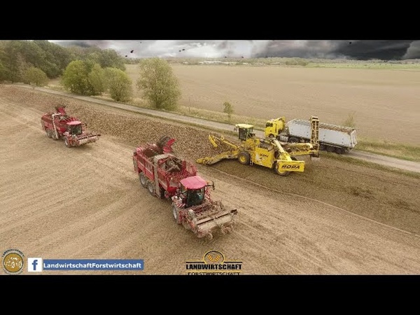 Rübenernte Rübenkampagne 2 Rübenroder HOLMER Terra Dos T4 40 Südzucker Zeitz Verladung Ropa Maus