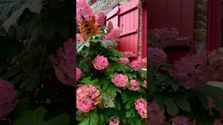 Французские гортензии #beautiful #hydrangeas #hortensia #гортензия #garden #macrophylla #quercifolia