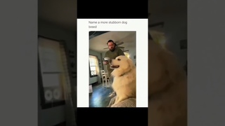 dogs being cute part 14 #funny #goldens #funnypets #lovegoldens #funnyanimals #pets #cutegolden